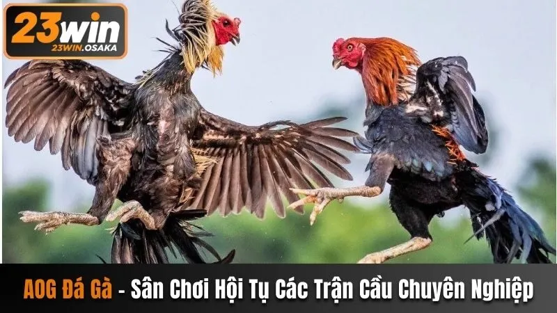 AOG đá gà