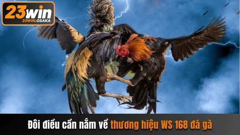 Đôi điều cần nắm về thương hiệu WS168 đá gà
