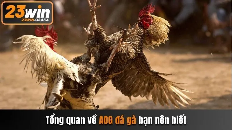 Tổng quan về AOG đá gà bạn nên biết